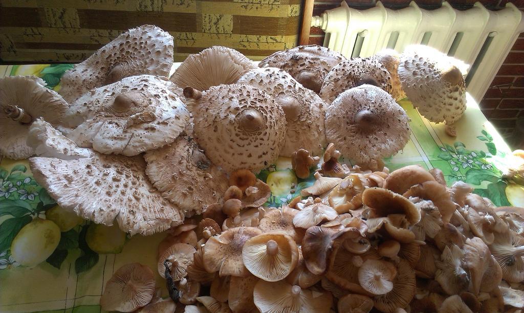 Agro-Tur Domki W Szuwarach Kuty Esterno foto