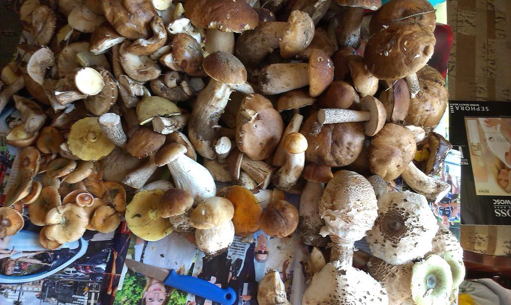 Agro-Tur Domki W Szuwarach Kuty Esterno foto