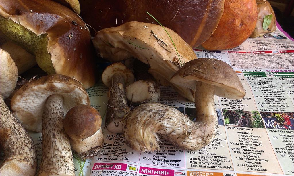 Agro-Tur Domki W Szuwarach Kuty Esterno foto