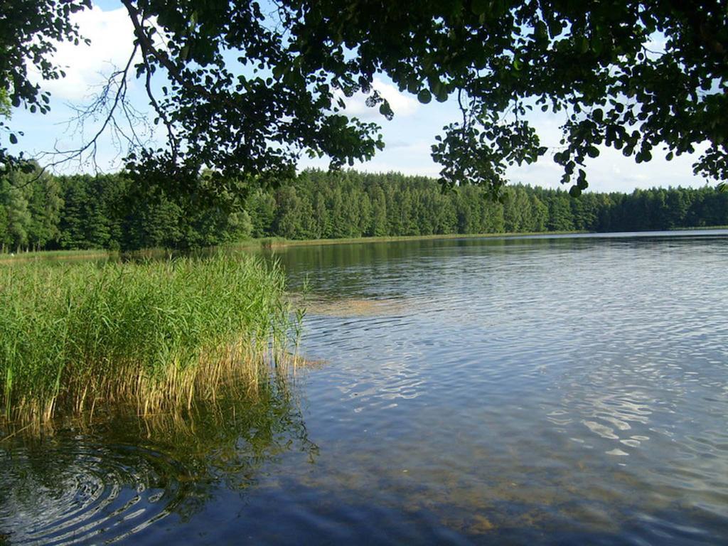 Agro-Tur Domki W Szuwarach Kuty Esterno foto